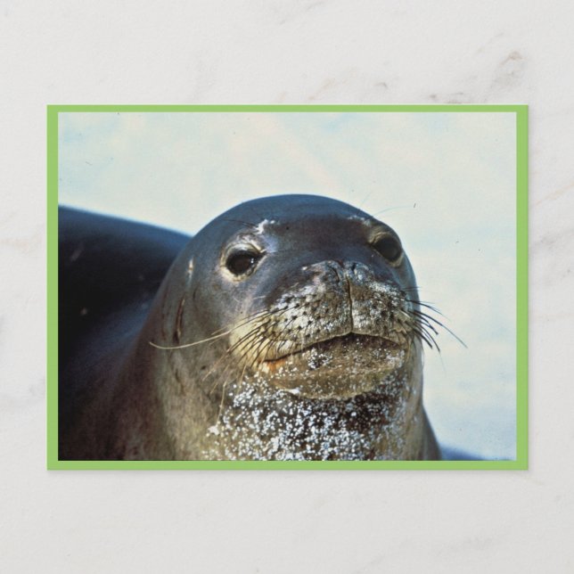 Hawaiian Munk Seal Vykort (Framsida)