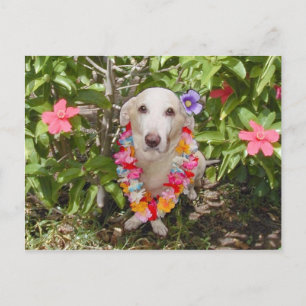 Hawaiian Myrtie Postcard Vykort