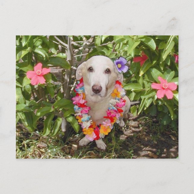 Hawaiian Myrtie Postcard Vykort (Framsida)