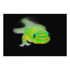 Hawaiian Neon Färgad Gecko Fototryck
