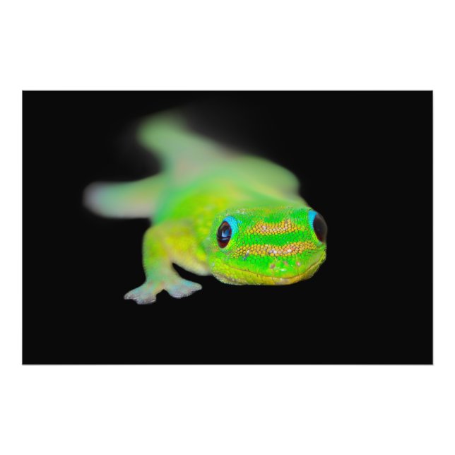 Hawaiian Neon Färgad Gecko Fototryck (Framsidan)