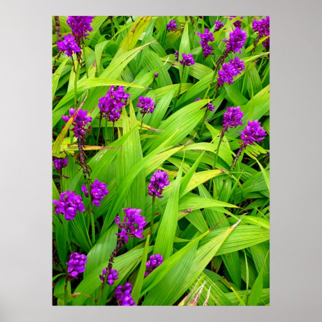 Hawaiian Orchids Poster (Framsidan)