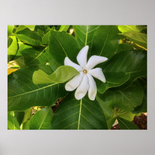 Hawaiian Pikake Jasmine Blommar Poster