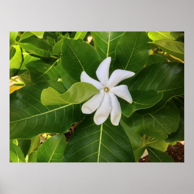 Hawaiian Pikake Jasmine Blommar Poster (Framsidan)