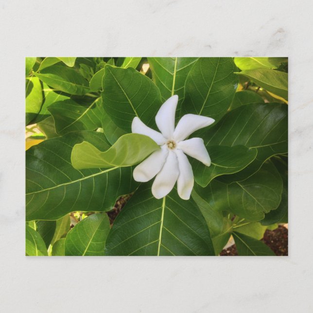 Hawaiian Pikake Jasmine Blommar Vykort (Framsida)