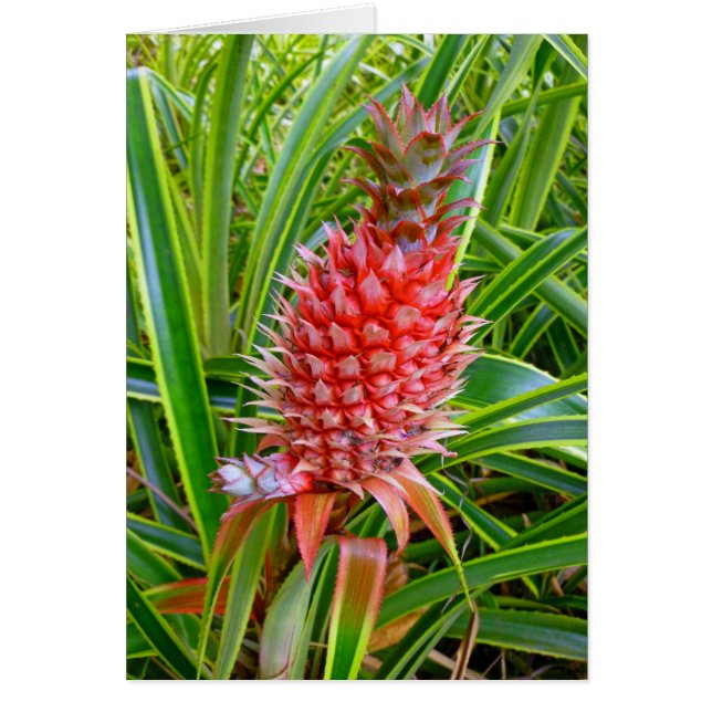 Hawaiian Pineapple Hälsningskort (Framsidan)