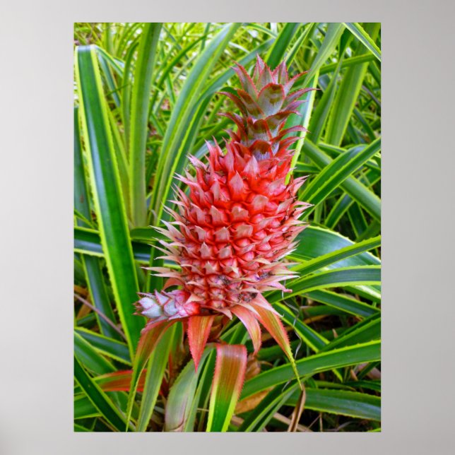 Hawaiian Pineapple Poster (Framsidan)