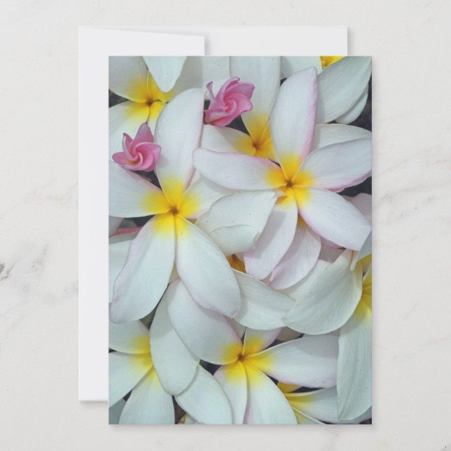 Hawaiian Plumeria (Framsida)