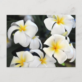 Hawaiian Plumeria Cascade Postcard Vykort