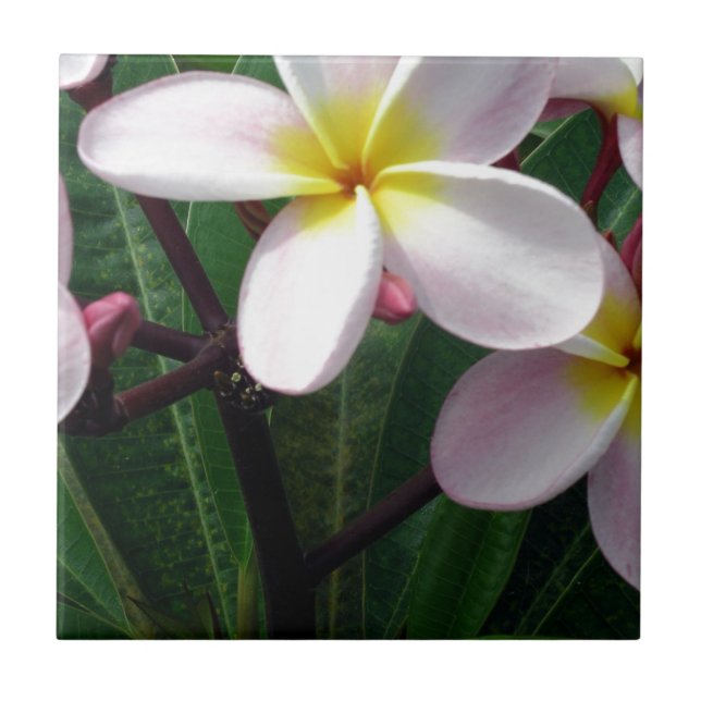 Hawaiian Plumeria Flowers Kakelplatta (Framsidan)