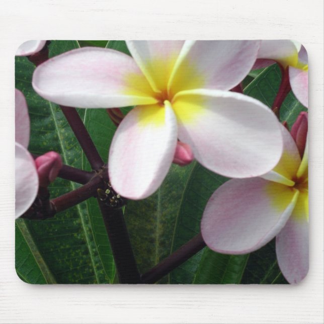 Hawaiian Plumeria Flowers Musmatta (Framsidan)