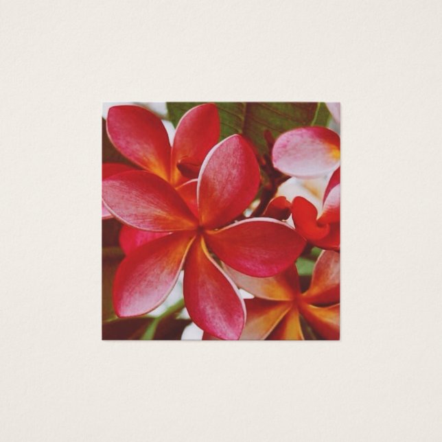 Hawaiian Plumeria Fyrkantigt Visitkort (Framsida)