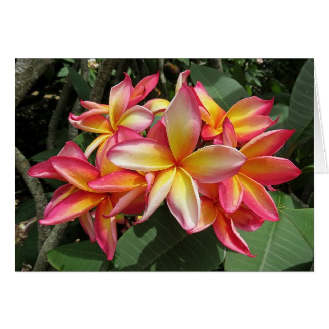 Hawaiian Plumeria Hälsningskort (Framsidan Horizontal)