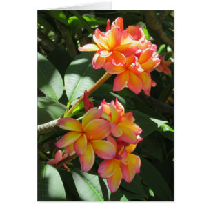 Hawaiian Plumeria Hälsningskort