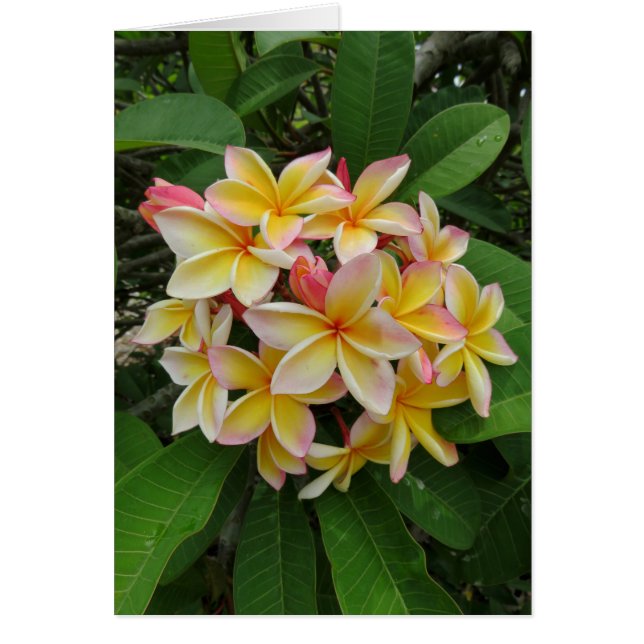 Hawaiian Plumeria Hälsningskort (Framsidan)