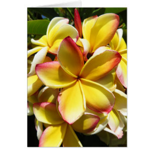 Hawaiian Plumeria Hälsningskort