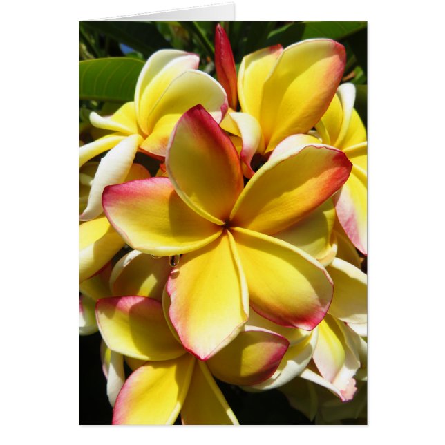 Hawaiian Plumeria Hälsningskort (Framsidan)