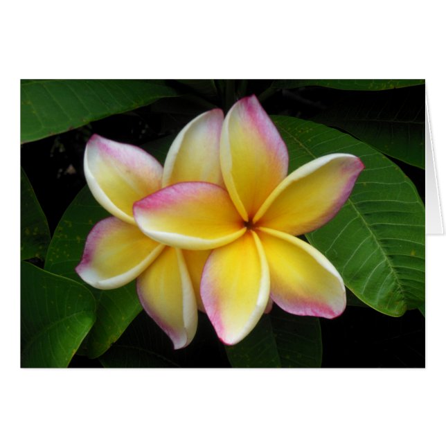 Hawaiian Plumeria Hälsningskort (Framsidan Horizontal)