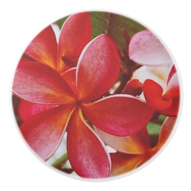 Hawaiian Plumeria Knopp (Framsidan)