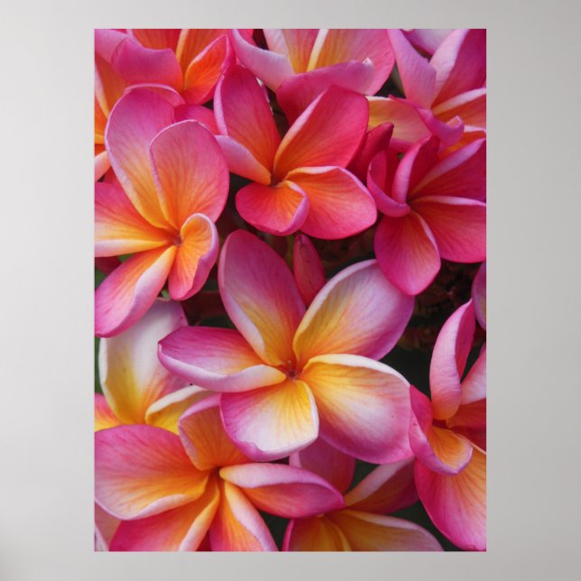 Hawaiian Plumeria Poster (Framsidan)