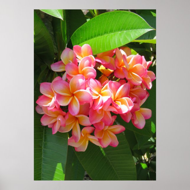 Hawaiian Plumeria Poster (Framsidan)