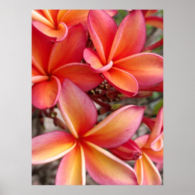 Hawaiian Plumeria Poster (Framsidan)