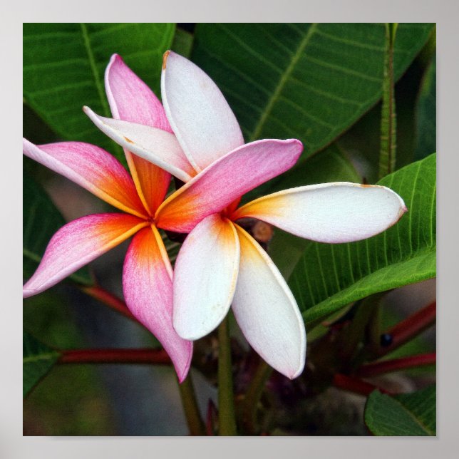 Hawaiian Plumeria Poster (Framsidan)
