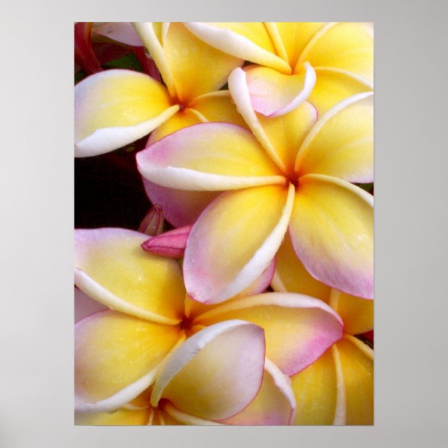 Hawaiian Plumeria Poster (Framsidan)
