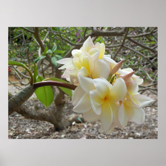 Hawaiian Plumeria Poster (Framsidan)