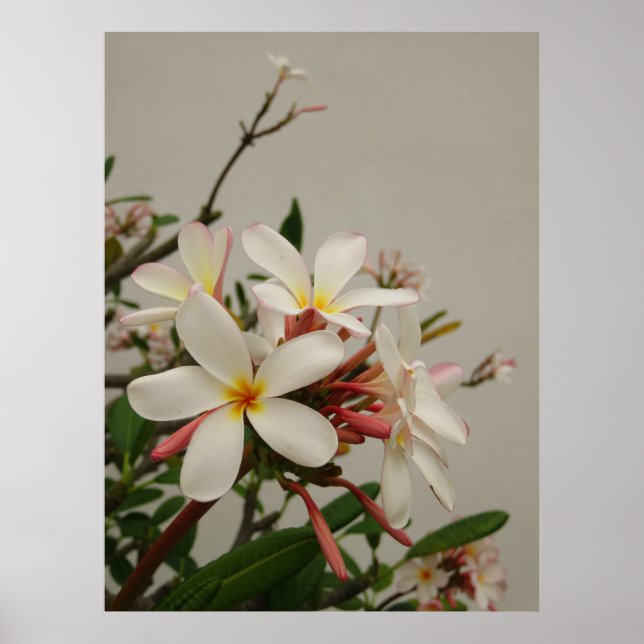 Hawaiian Plumeria Poster (Framsidan)