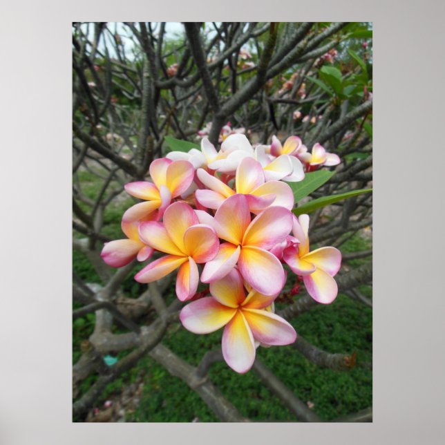Hawaiian Plumeria Poster (Framsidan)