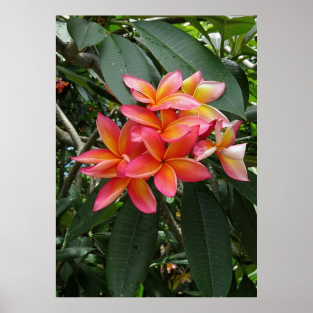 Hawaiian Plumeria Poster (Framsidan)
