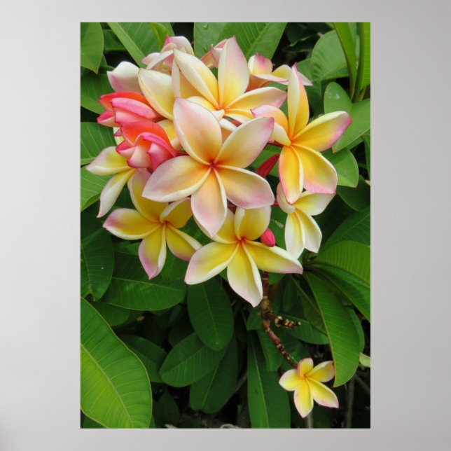 Hawaiian Plumeria Poster (Framsidan)