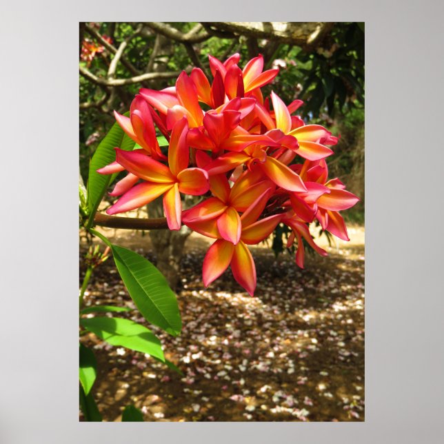 Hawaiian Plumeria Poster (Framsidan)
