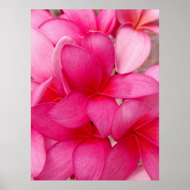 Hawaiian Plumeria Poster (Framsidan)