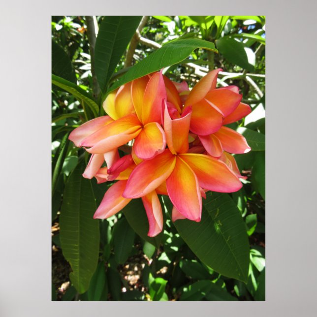 Hawaiian Plumeria Poster (Framsidan)