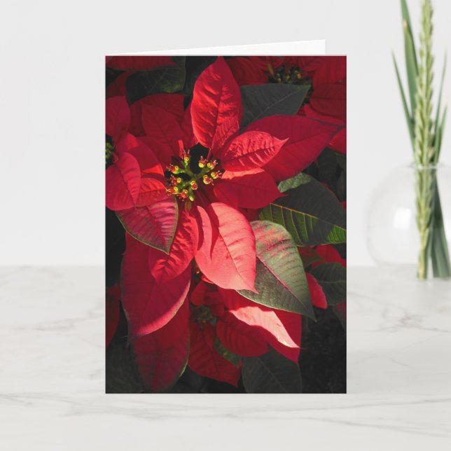 Hawaiian Poinsettia Helgkort (Framsida)