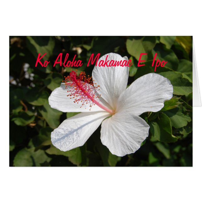 Hawaiian Precious Kärlek White Hibiscus Card Hälsningskort (Framsidan Horizontal)