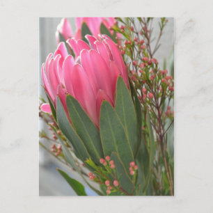 Hawaiian Protea Flowers Vykort