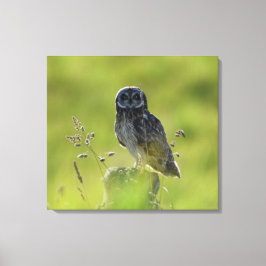 Hawaiian Pueo Canvastryck