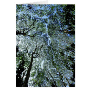 Hawaiian Rain Forest Canopy Hälsningskort