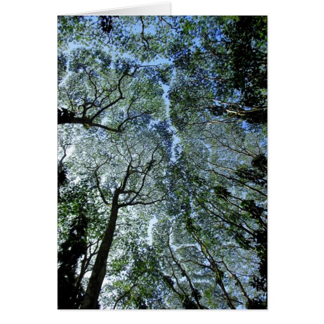 Hawaiian Rain Forest Canopy Hälsningskort (Framsidan)