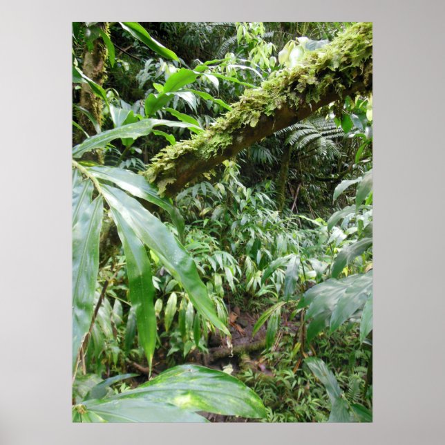 Hawaiian Rain Forest Poster (Framsidan)