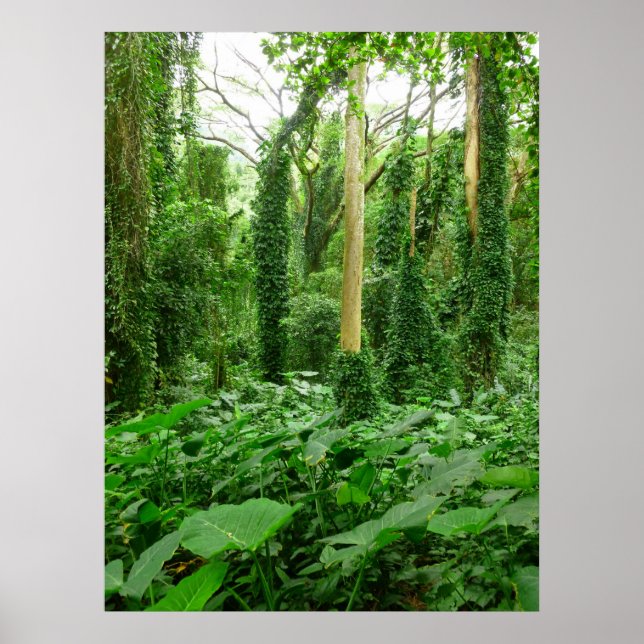 Hawaiian Rain Forest Poster (Framsidan)