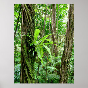 Hawaiian Rain Forest Poster