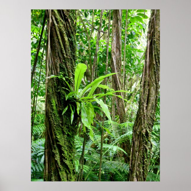 Hawaiian Rain Forest Poster (Framsidan)