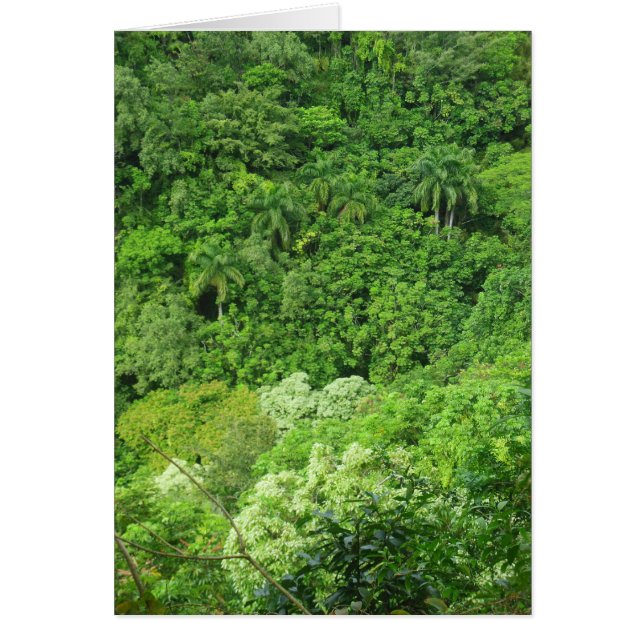 Hawaiian Rainforest Hälsningskort (Framsidan)