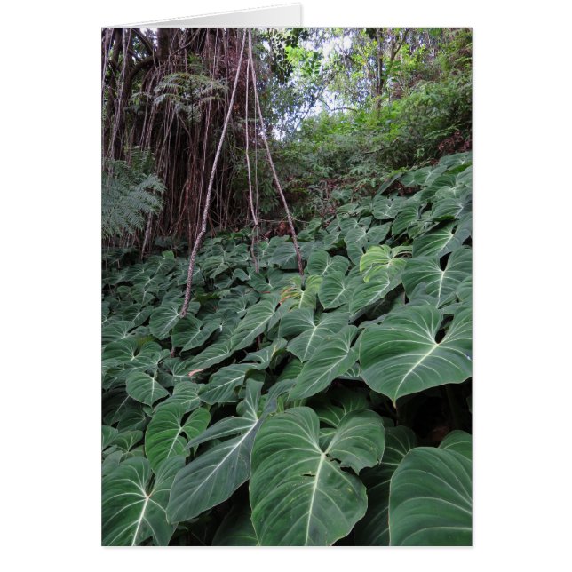 Hawaiian Rainforest Hälsningskort (Framsidan)