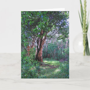 Hawaiian Rainforest Kort