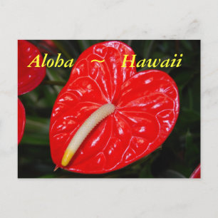 Hawaiian Red Anthurium Flowers Vykort